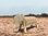 Minitier ERIK Elefant 50 cm Sitzhöhe